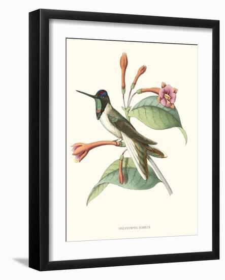 Hummingbird and Bloom IV-Mulsant-Framed Art Print