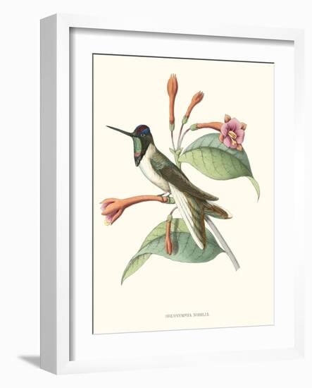 Hummingbird and Bloom IV-Mulsant-Framed Art Print