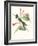 Hummingbird and Bloom IV-Mulsant-Framed Art Print