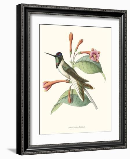 Hummingbird and Bloom IV-Mulsant-Framed Art Print