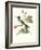 Hummingbird and Bloom IV-Mulsant-Framed Art Print