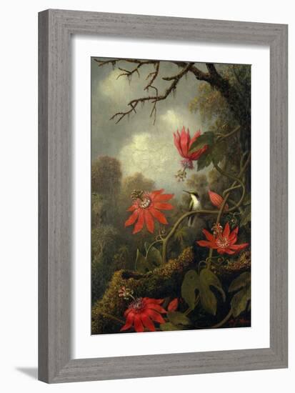 Hummingbird and Passionflowers, c.1875–85-Martin Johnson Heade-Framed Giclee Print