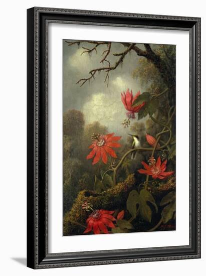 Hummingbird and Passionflowers, c.1875–85-Martin Johnson Heade-Framed Giclee Print