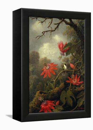 Hummingbird and Passionflowers, c.1875–85-Martin Johnson Heade-Framed Premier Image Canvas