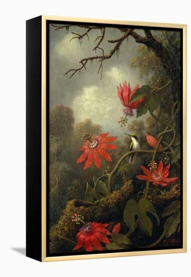 Hummingbird and Passionflowers, c.1875–85-Martin Johnson Heade-Framed Premier Image Canvas