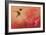 Hummingbird and Peach Hibiscus-Jai Johnson-Framed Premium Giclee Print