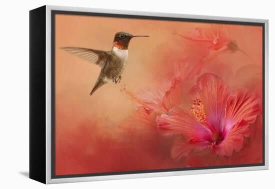 Hummingbird and Peach Hibiscus-Jai Johnson-Framed Premier Image Canvas