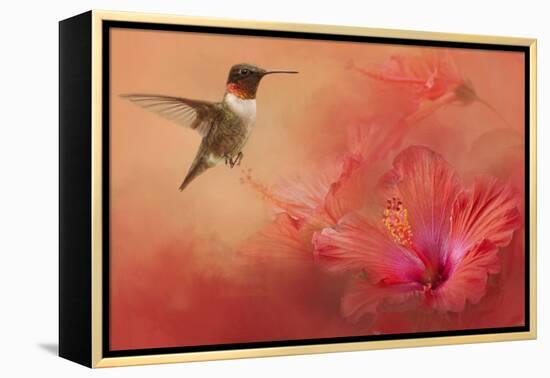 Hummingbird and Peach Hibiscus-Jai Johnson-Framed Premier Image Canvas