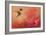 Hummingbird and Peach Hibiscus-Jai Johnson-Framed Giclee Print