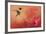 Hummingbird and Peach Hibiscus-Jai Johnson-Framed Giclee Print