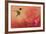 Hummingbird and Peach Hibiscus-Jai Johnson-Framed Giclee Print