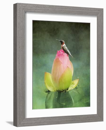 Hummingbird and the Lotus Flower-Jai Johnson-Framed Giclee Print