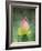 Hummingbird and the Lotus Flower-Jai Johnson-Framed Giclee Print