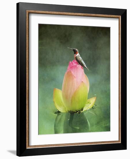 Hummingbird and the Lotus Flower-Jai Johnson-Framed Giclee Print