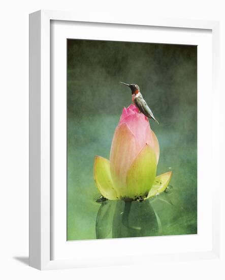 Hummingbird and the Lotus Flower-Jai Johnson-Framed Giclee Print
