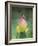 Hummingbird and the Lotus Flower-Jai Johnson-Framed Giclee Print