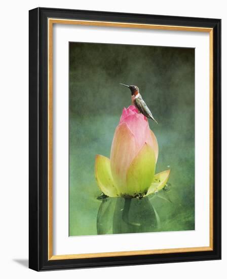 Hummingbird and the Lotus Flower-Jai Johnson-Framed Giclee Print