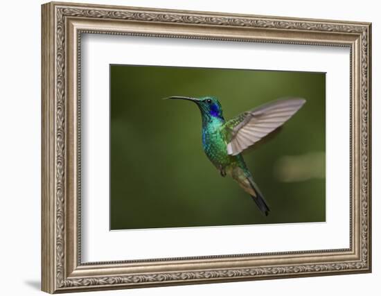 Hummingbird, Costa Rica-null-Framed Photographic Print