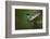 Hummingbird, Costa Rica-null-Framed Photographic Print