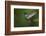 Hummingbird, Costa Rica-null-Framed Photographic Print