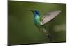 Hummingbird, Costa Rica-null-Mounted Photographic Print