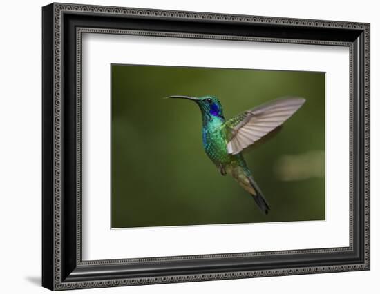 Hummingbird, Costa Rica-null-Framed Photographic Print