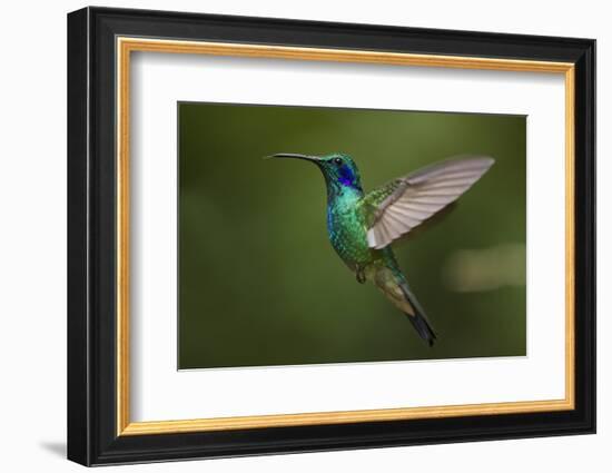 Hummingbird, Costa Rica-null-Framed Photographic Print