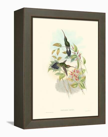 Hummingbird Delight I-John Gould-Framed Stretched Canvas