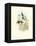 Hummingbird Delight I-John Gould-Framed Stretched Canvas