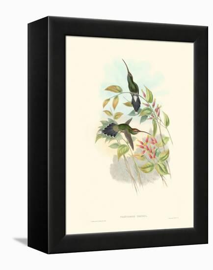 Hummingbird Delight I-John Gould-Framed Stretched Canvas
