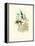 Hummingbird Delight I-John Gould-Framed Stretched Canvas