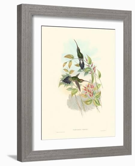 Hummingbird Delight I-John Gould-Framed Art Print