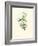 Hummingbird Delight II-John Gould-Framed Art Print