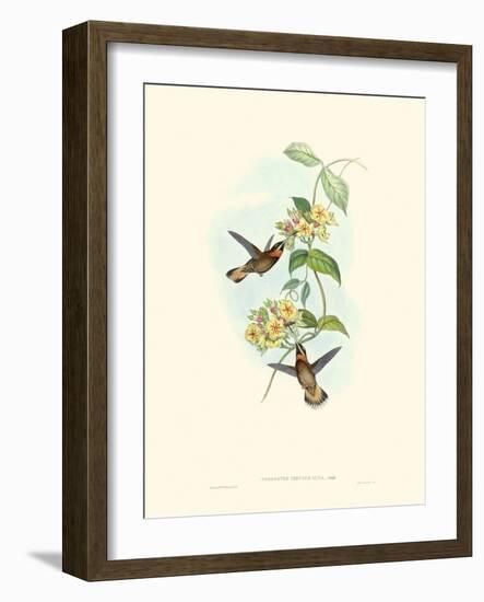 Hummingbird Delight II-John Gould-Framed Art Print