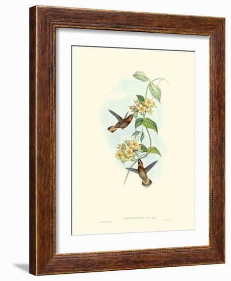 Hummingbird Delight II-John Gould-Framed Art Print