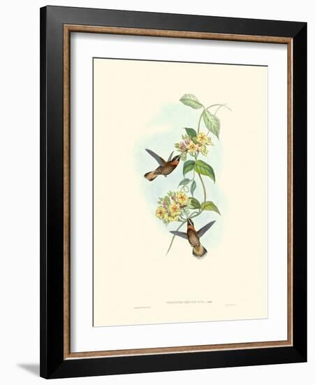 Hummingbird Delight II-John Gould-Framed Art Print