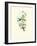 Hummingbird Delight II-John Gould-Framed Art Print