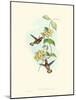 Hummingbird Delight II-John Gould-Mounted Art Print