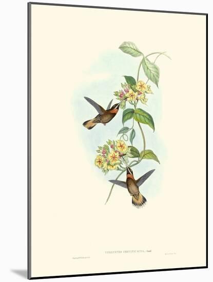 Hummingbird Delight II-John Gould-Mounted Art Print