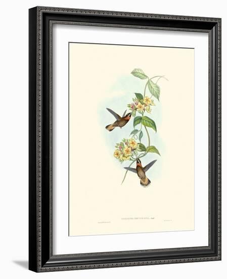 Hummingbird Delight II-John Gould-Framed Art Print