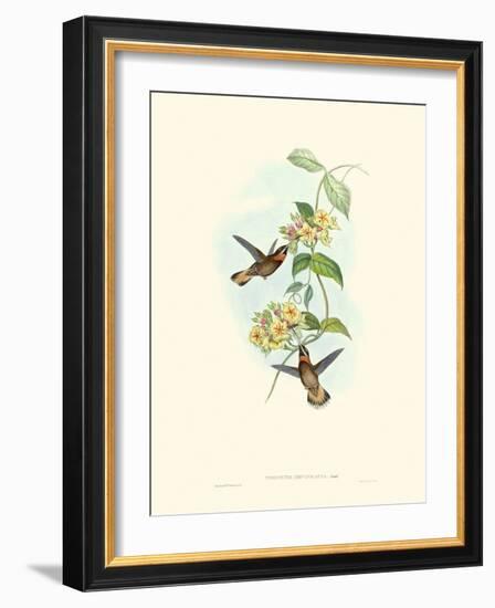 Hummingbird Delight II-John Gould-Framed Art Print