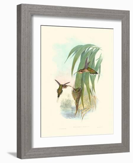 Hummingbird Delight III-John Gould-Framed Art Print