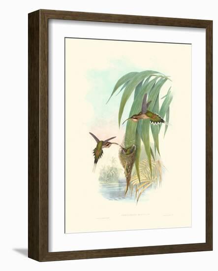 Hummingbird Delight III-John Gould-Framed Art Print