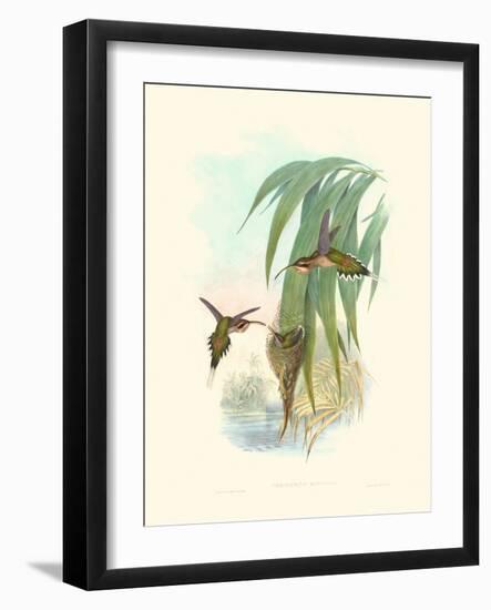 Hummingbird Delight III-John Gould-Framed Art Print