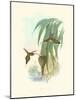 Hummingbird Delight III-John Gould-Mounted Art Print