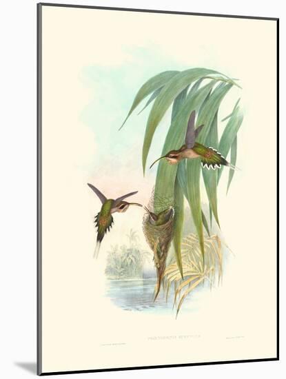 Hummingbird Delight III-John Gould-Mounted Art Print