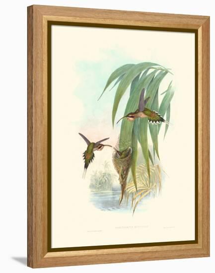 Hummingbird Delight III-John Gould-Framed Stretched Canvas