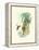 Hummingbird Delight III-John Gould-Framed Stretched Canvas