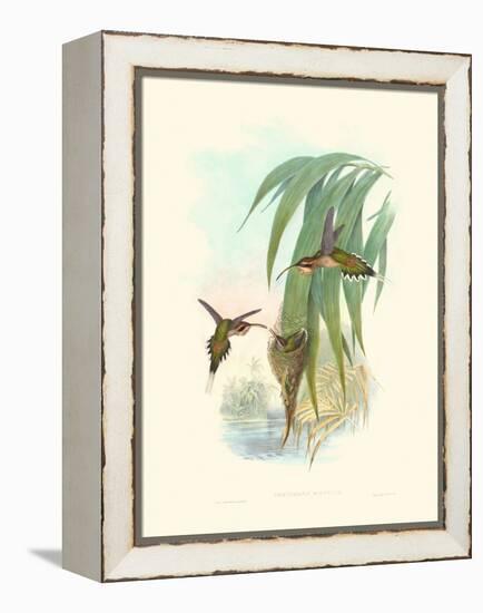 Hummingbird Delight III-John Gould-Framed Stretched Canvas