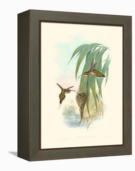 Hummingbird Delight III-John Gould-Framed Stretched Canvas